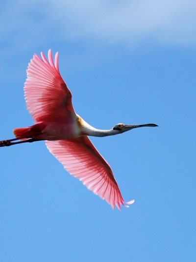 Wildside Tours | Cocoa Beach, Florida Boat Tours