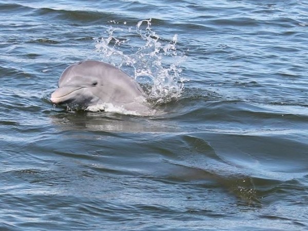 Wildside Tours | Cocoa Beach, Florida Boat Tours